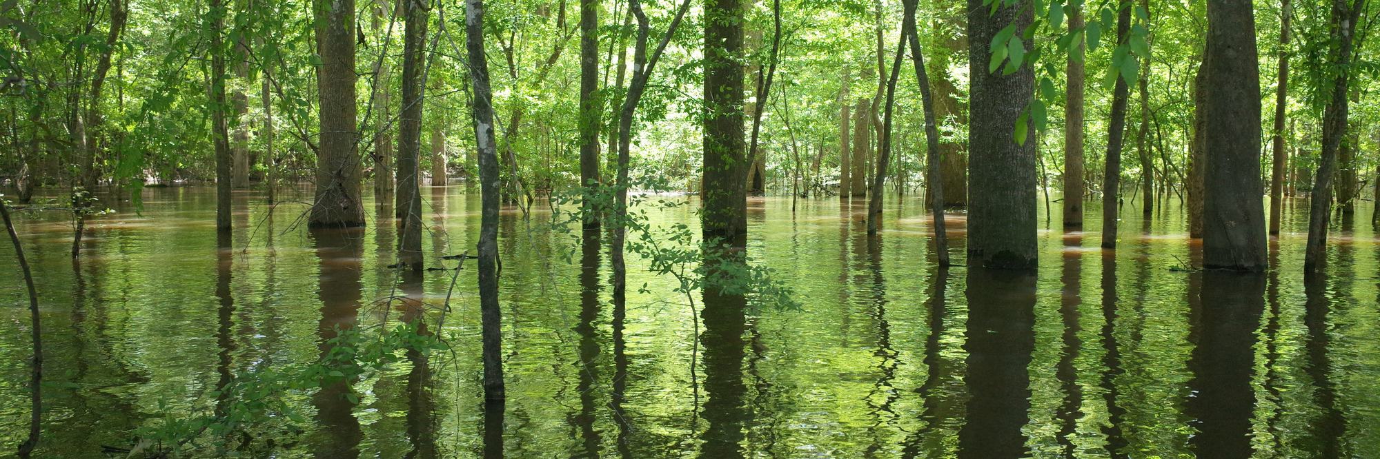 Bottomland hardwood forest standing in floodwater, trunks mirrored in the still surface