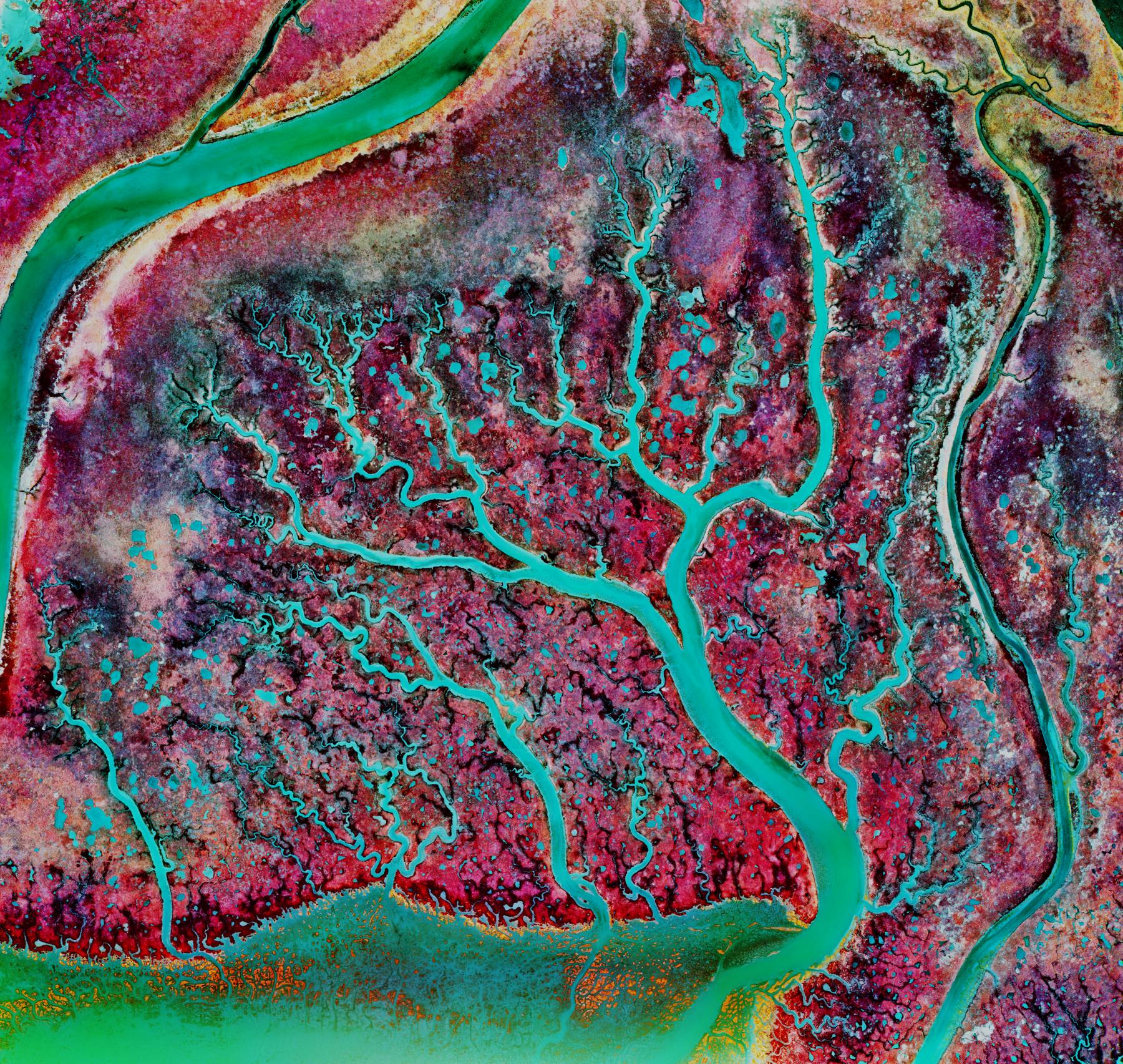 False-colour aerial image of tidal creeks branching through the salt marsh at Morro Bay, California